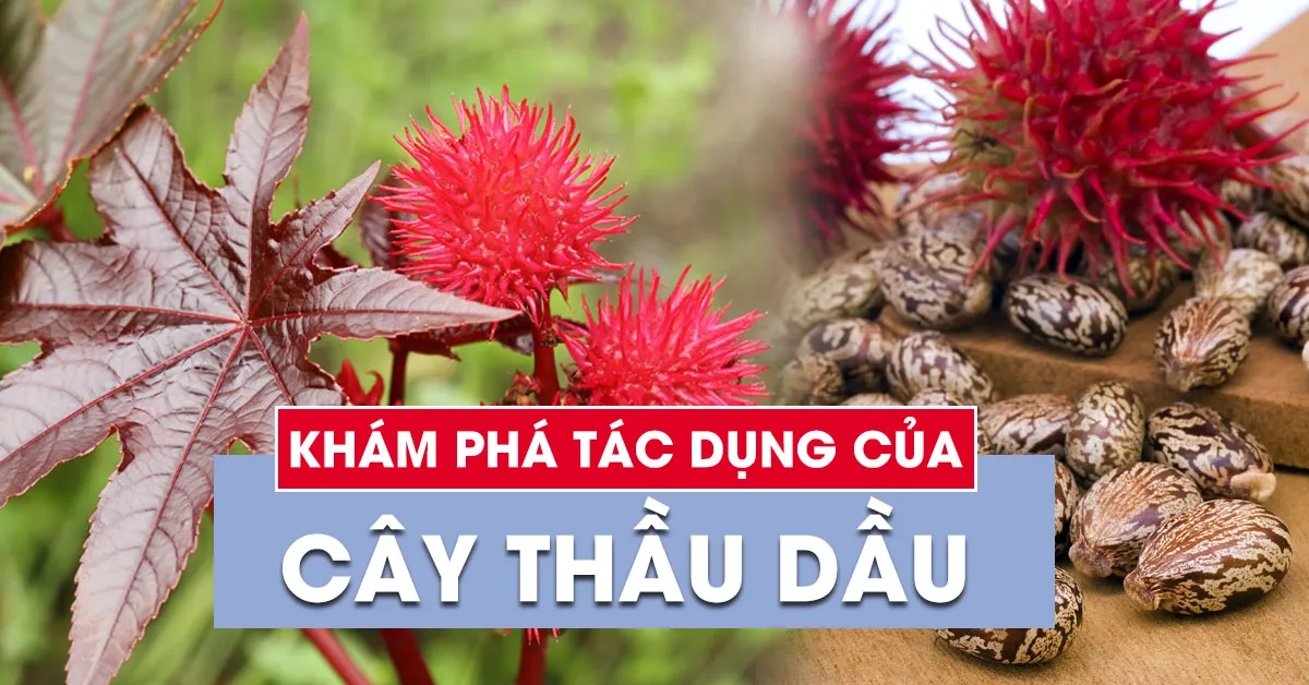 Cây thầu dầu có tác dụng gì?