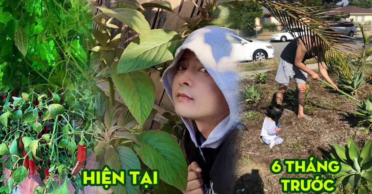 Mới ngày nào còn cày cuốc, giờ đây khu vườn ở Mỹ của Hoàng Anh đã xanh um, trĩu quả