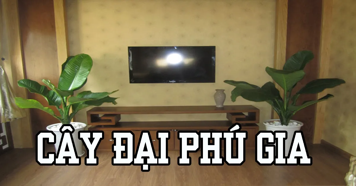 Cây Đại Phú Gia - ý nghĩa, kỹ thuật trồng, chăm sóc hiệu quả