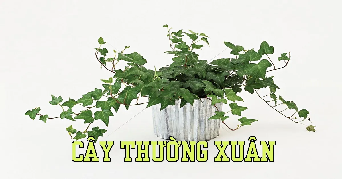 Cây Thường Xuân ý nghĩa phong thủy, cách trồng và chăm sóc