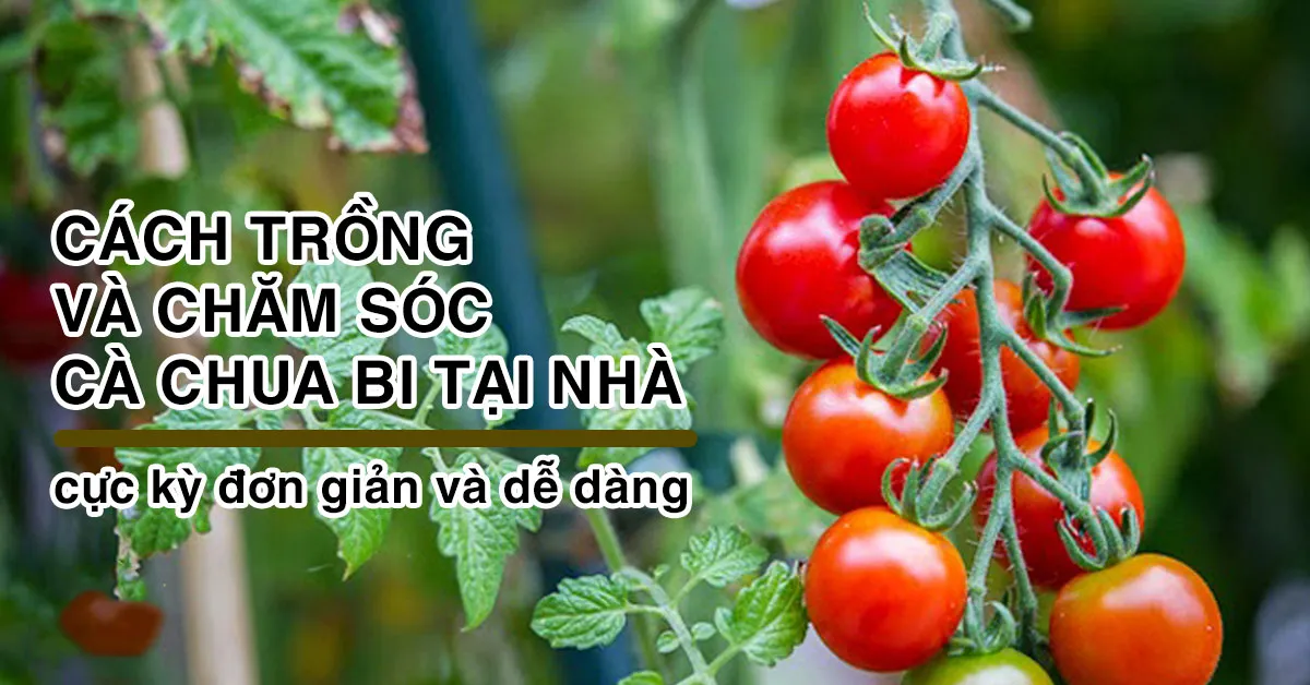 Cách trồng và chăm sóc cà chua bi cho xum xuê trái