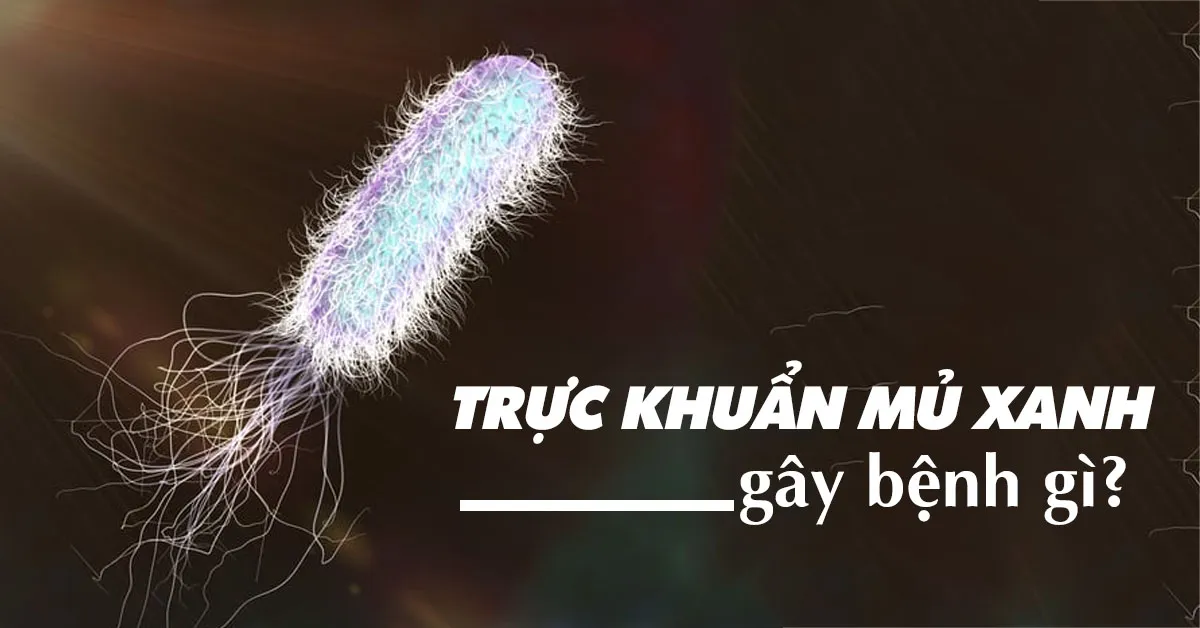 Trực khuẩn mủ xanh có thể gây ra những bệnh gì?
