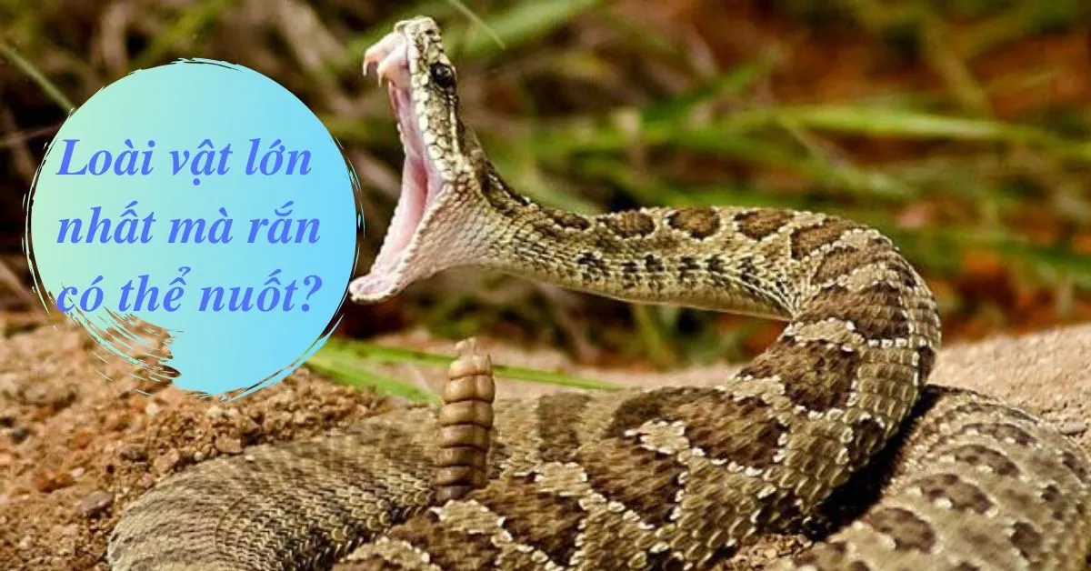 Con mồi lớn nhất mà rắn có thể nuốt được là gì?