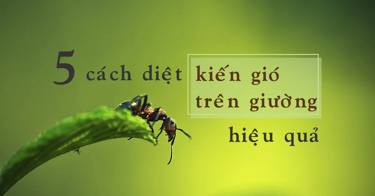 Mách bạn 5 cách diệt kiến gió trên giường đơn giản mà hiệu quả không ngờ