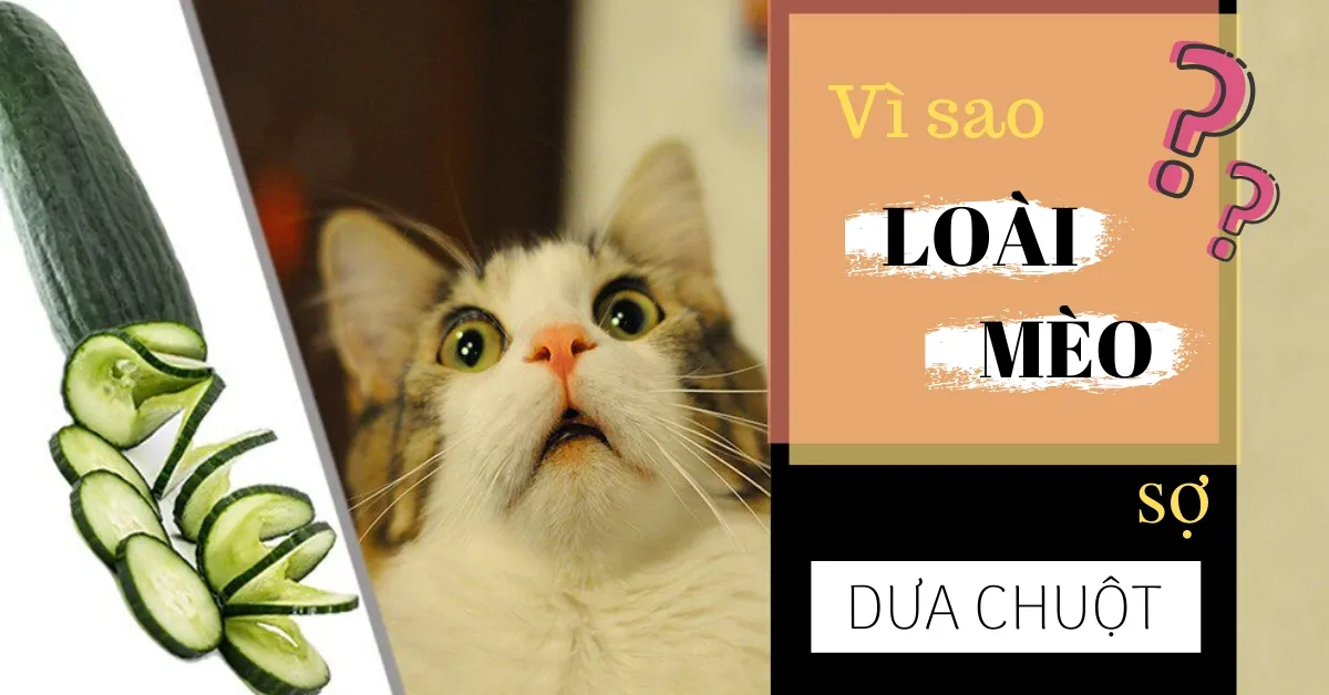 Vì sao loài mèo sợ quả dưa chuột? 