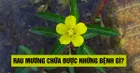 Rau mương chữa được những bệnh gì?