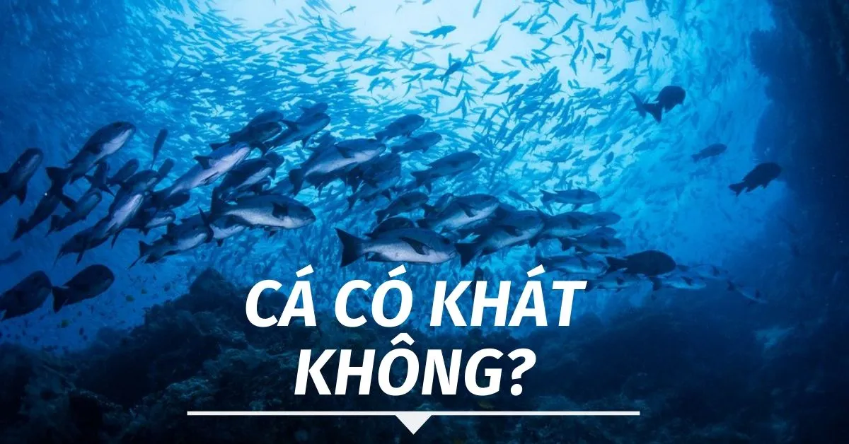 Cá có khát nước không?