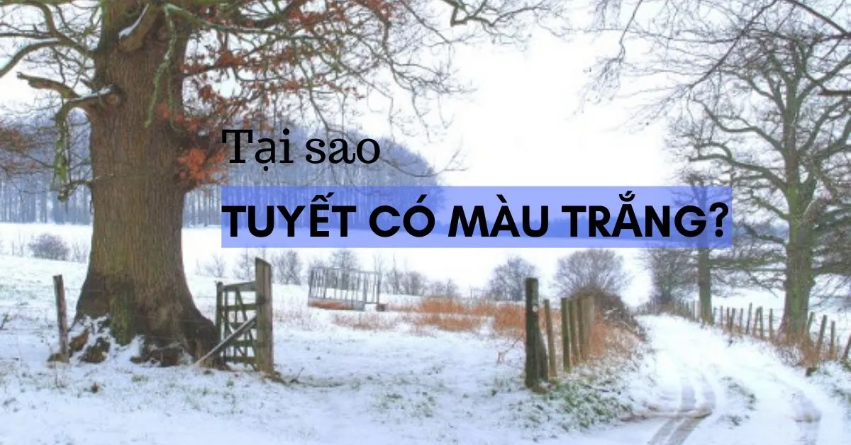 Tại sao tuyết có màu trắng?