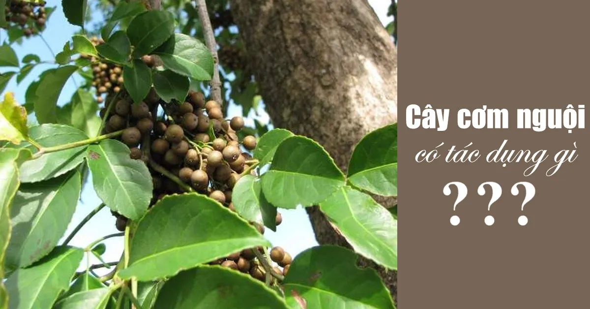 Cây cơm nguội có tác dụng gì?