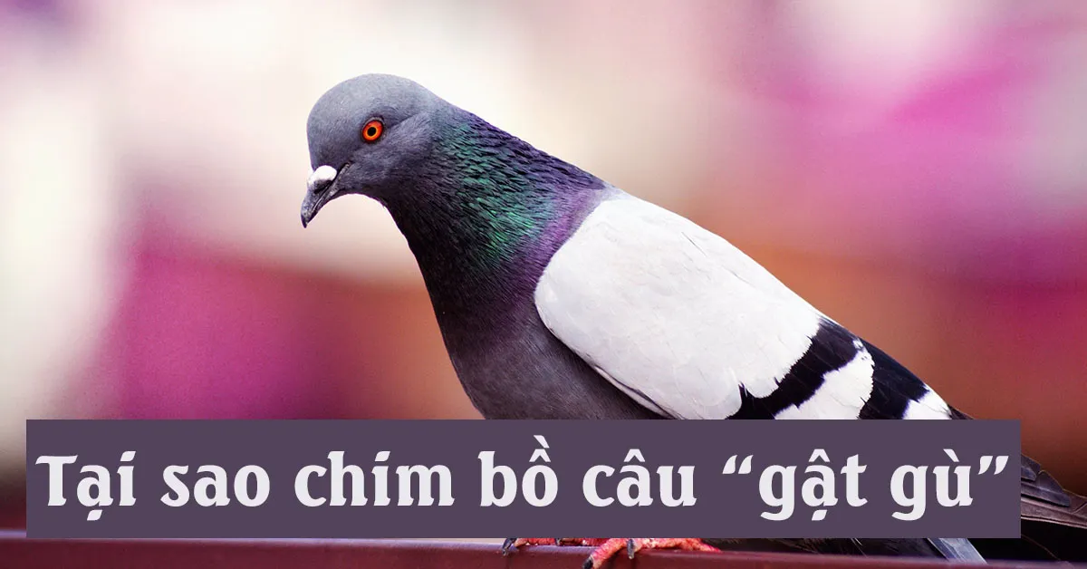 Vì sao khi đi đầu bồ câu lại gật gù?