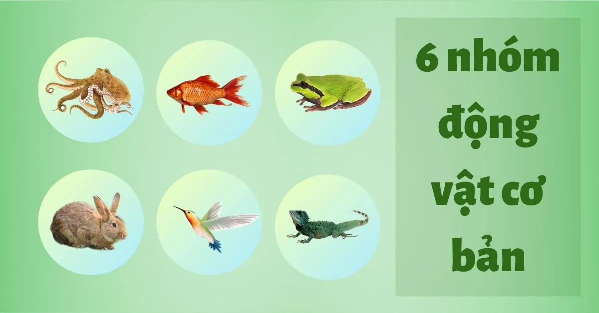 6 nhóm động vật cơ bản trên trái đất là những nhóm nào?