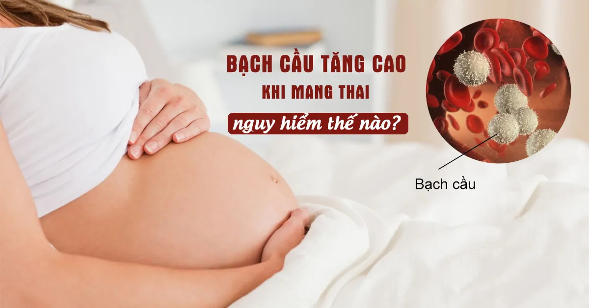 Điều cần biết về tình trạng bạch cầu tăng cao khi mang thai 