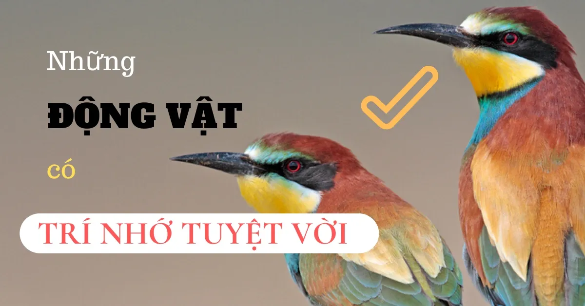 Top 8 loài động vật có trí nhớ tuyệt vời nhất