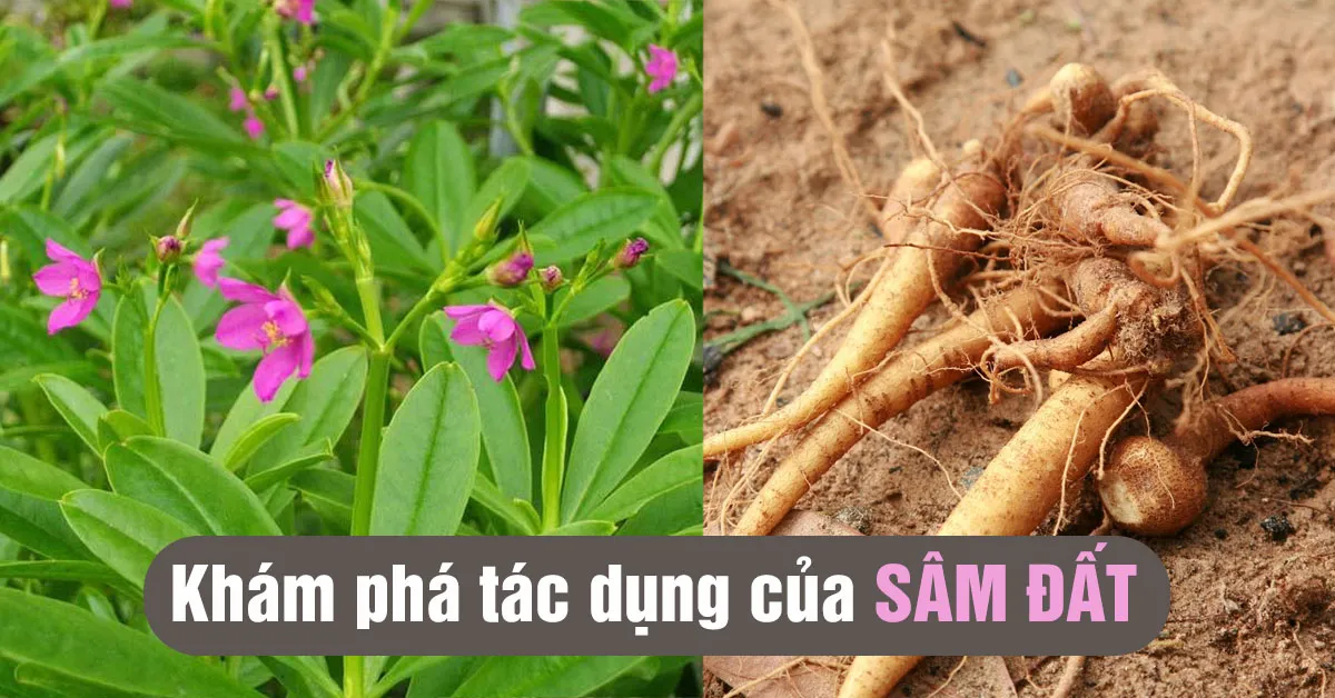 Khám phá tác dụng của sâm đất ít người biết