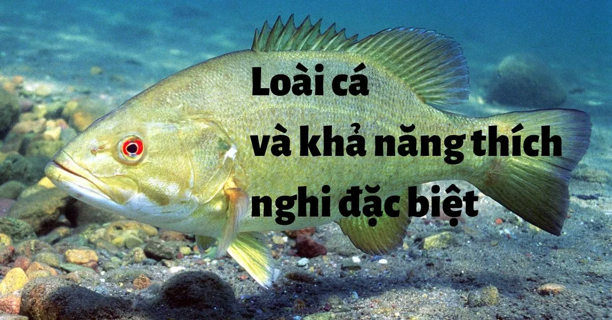 Phát hiện khả năng thích nghi vượt trội của cá khi thiếu oxi