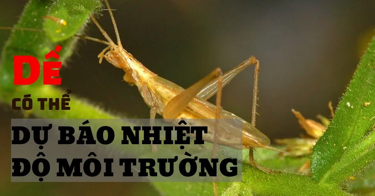 Nghe tiếng dế kêu có thể tính ra nhiệt độ môi trường