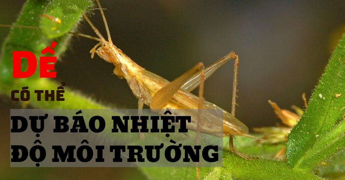 Nghe tiếng dế kêu có thể tính ra nhiệt độ môi trường