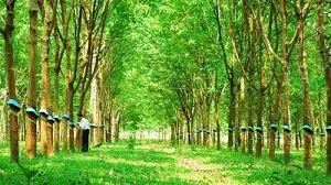 Giá cao su hôm nay 5/11/2019: Bật tăng mạnh mẽ