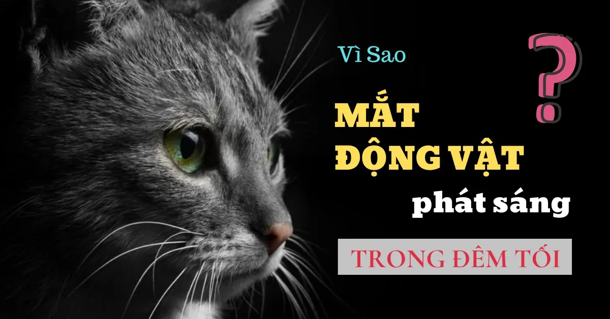 Vì sao mắt của một số loài động vật phát sáng vào ban đêm?