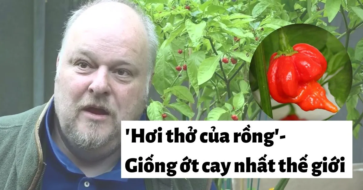 Hơi thở của rồng – Loại ớt cay nhất thế giới có thể gây nguy hiểm tính mạng