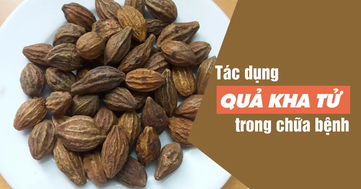 Tìm hiểu quả kha tử có tác dụng gì?