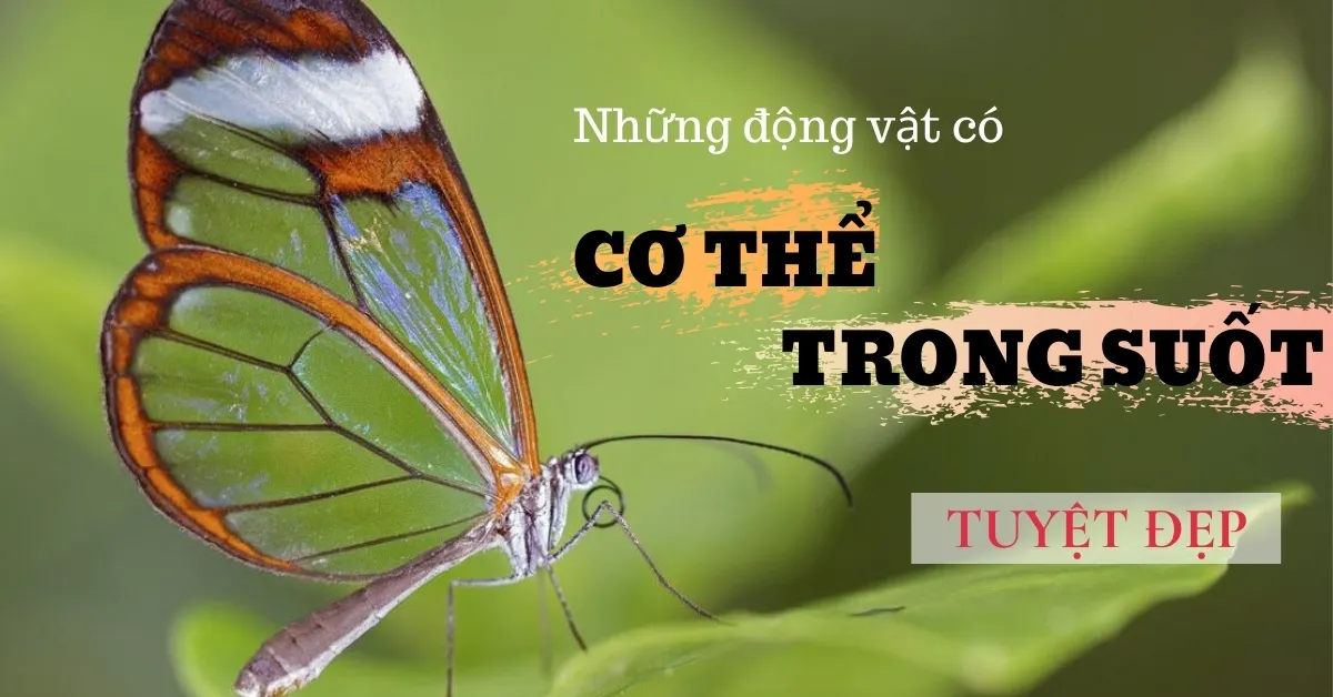 18 loại động vật trong suốt tuyệt đẹp
