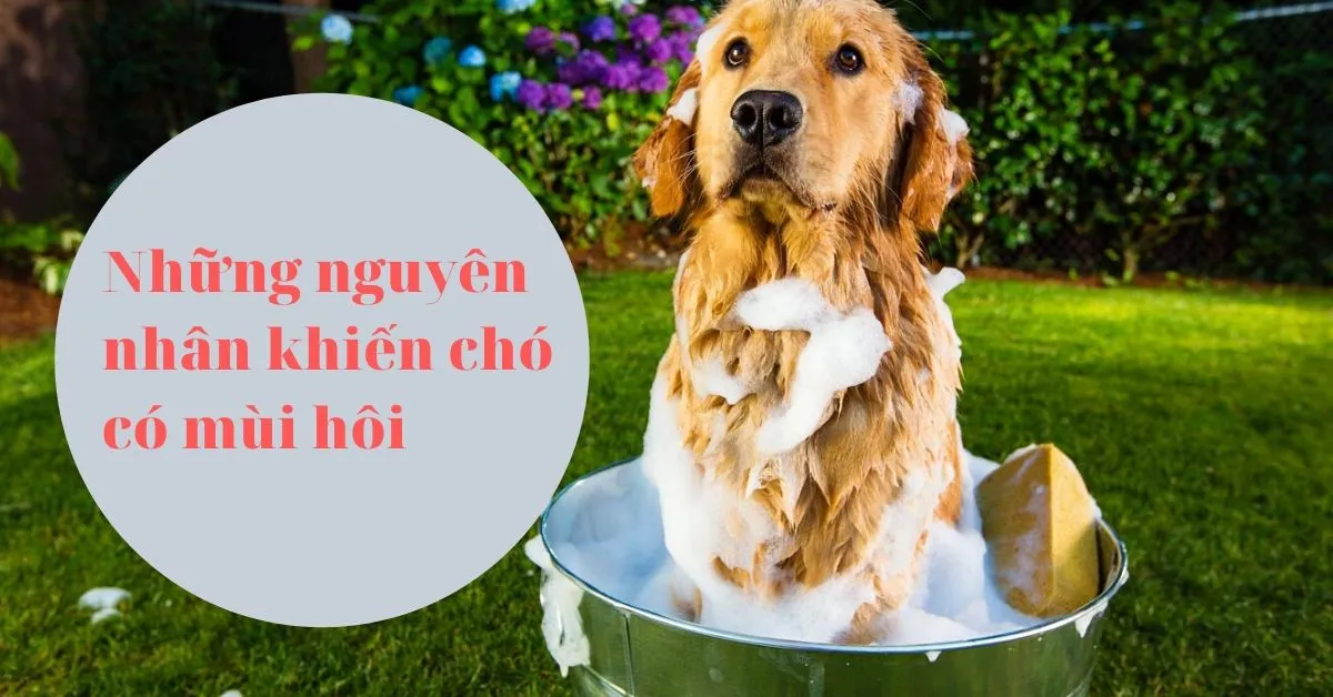 Những nguyên nhân khiến chó của bạn có mùi hôi và cách khắc phục