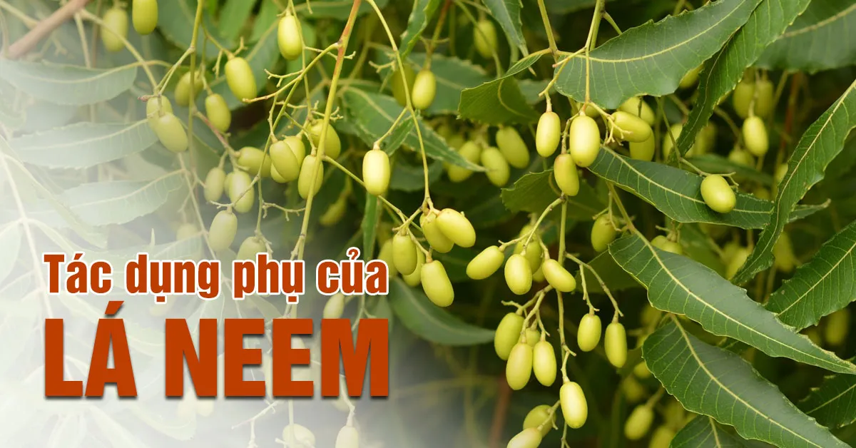 Thận trọng với tác dụng phụ của lá neem