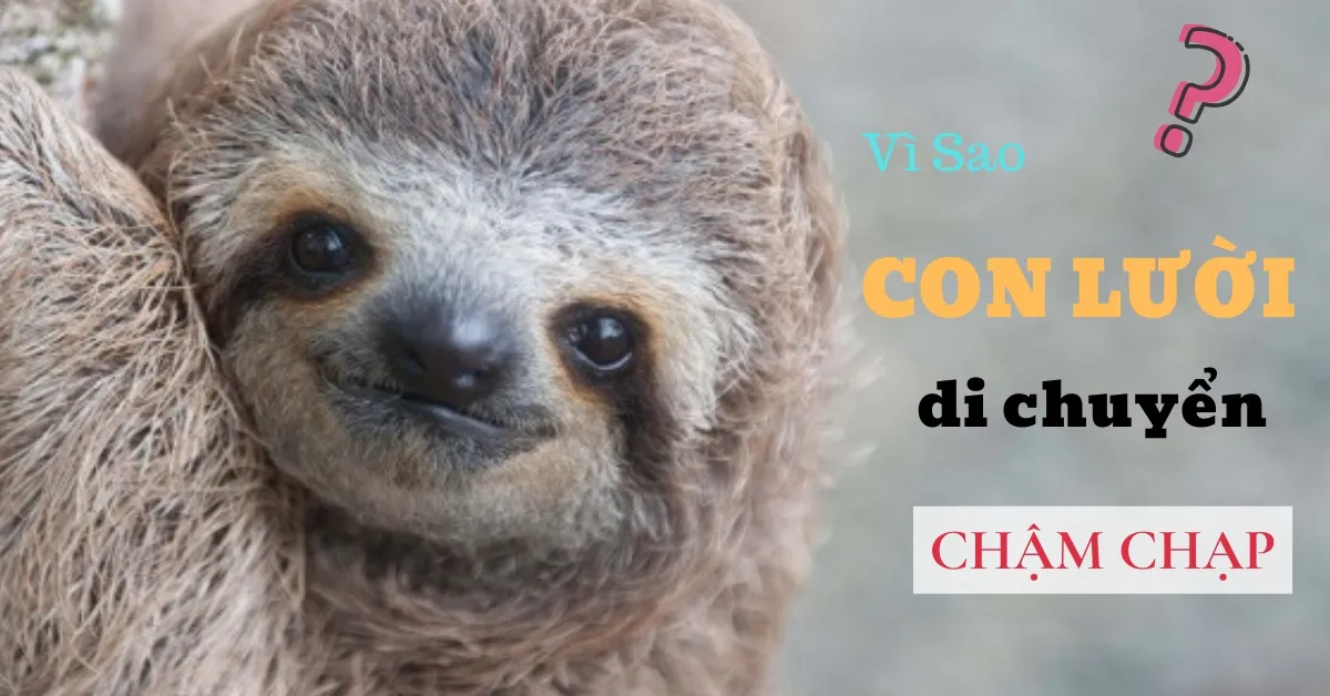 Điều gì làm cho con lười trở nên chậm chạp?
