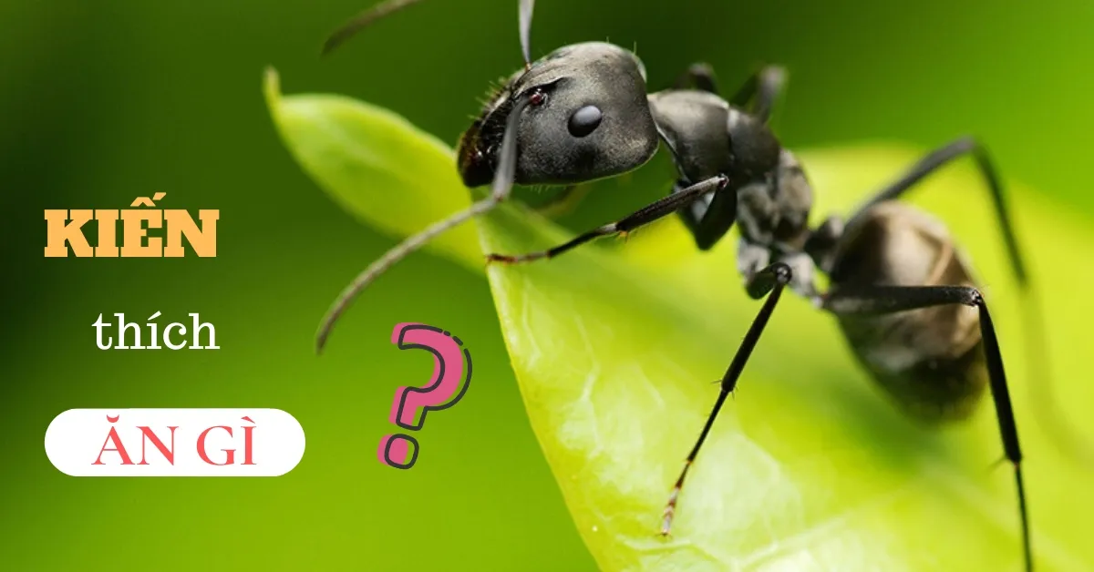 Kiến thích ăn những loại thức ăn như thế nào?