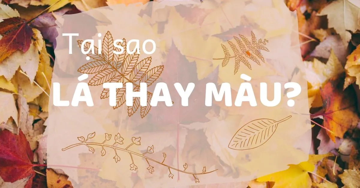 Tại sao lá cây đổi màu khi giao mùa?