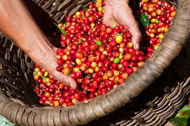 Giá cà phê hôm nay 11/11/2019: Tăng 100 đồng/kg tại Lâm Hà, Lâm Đồng