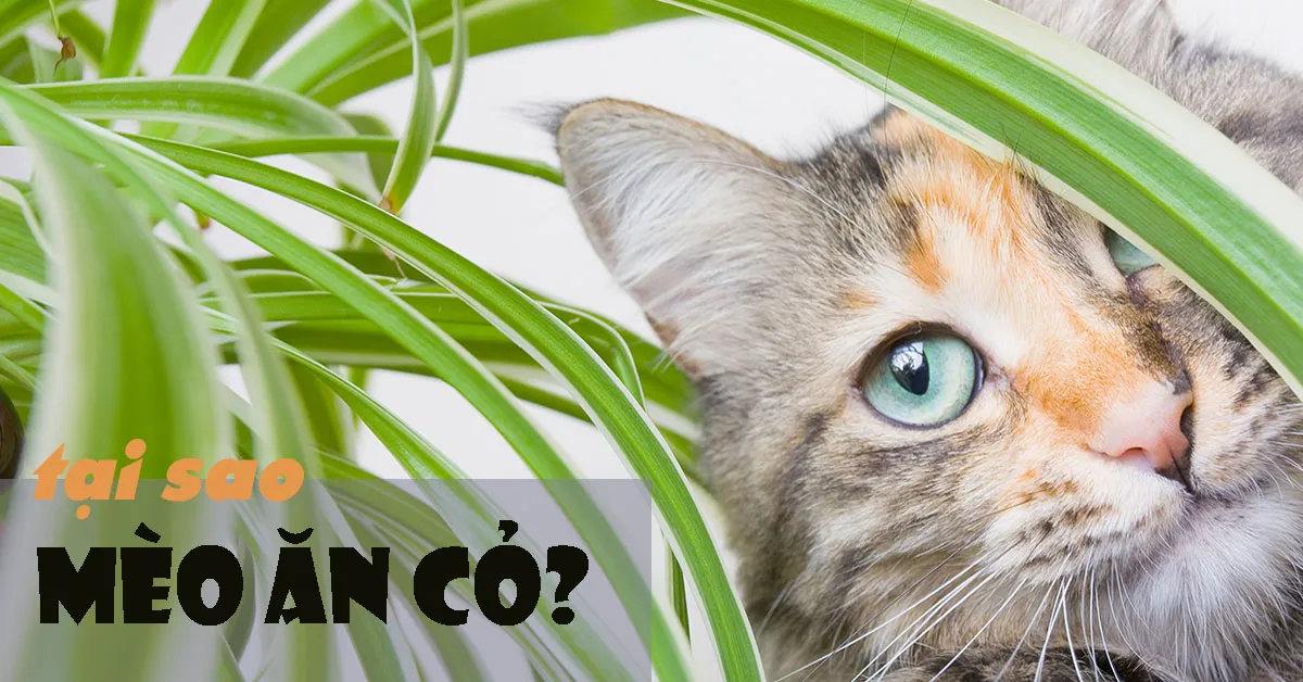 Tại sao mèo thường hay ăn cỏ?