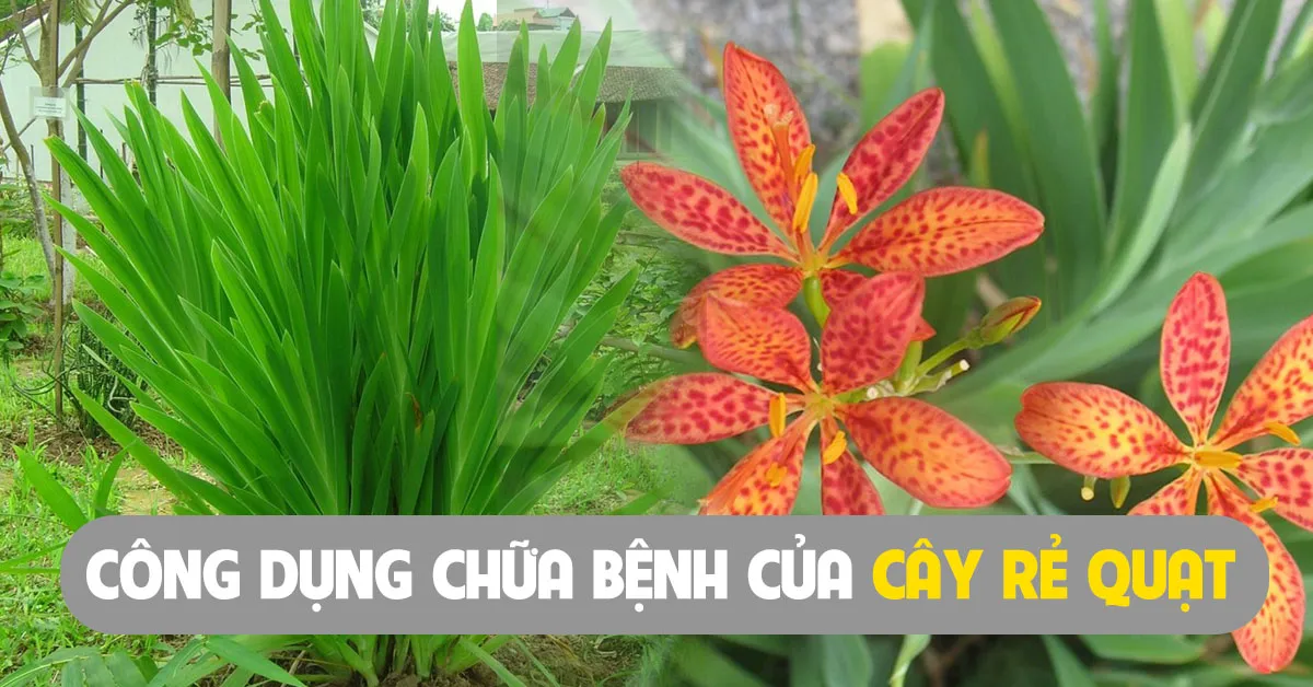Cây rẻ quạt chữa được bệnh gì?