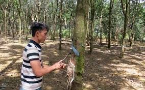 Giá cao su hôm nay 23/11/2019: Tiếp tục tăng lên mức cao nhất 4,5 tháng