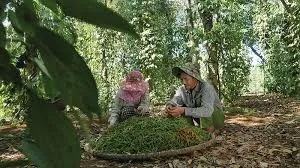 Giá tiêu hôm nay 25/11/2019: Tăng 500 đồng/kg tại Đồng Nai