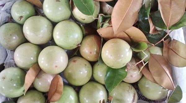 Giá cả thị trường hôm nay 25/11/2019: Vú sữa giá vẫn cao