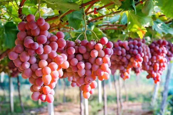 Australia đẩy mạnh xuất khẩu nho tươi vào Việt Nam