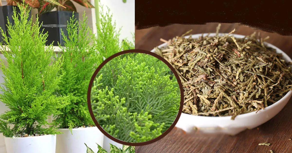 Trắc bá diệp (cây thuộc bài) và những bài thuốc hay