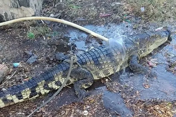 Cá sấu dài gần 2m được phát hiện bò trên Quốc lộ 1A