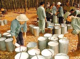 Giá cao su hôm nay 19/12/2019: Tiếp đà giảm xuống mức thấp nhất gần 1 tuần