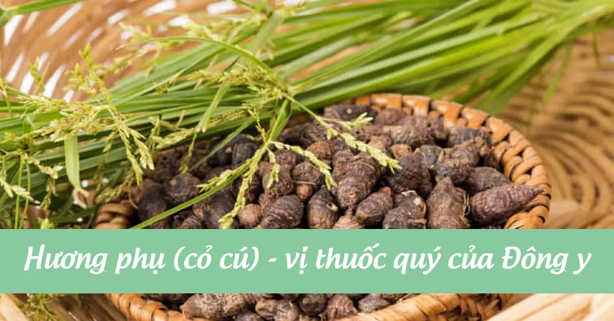Hương phụ và những tác dụng ít người biết