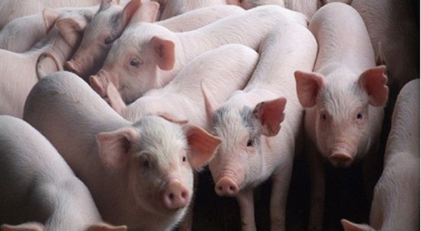 Giá heo hơi hôm nay 30/12/2019: Tiếp tục giảm nhiệt