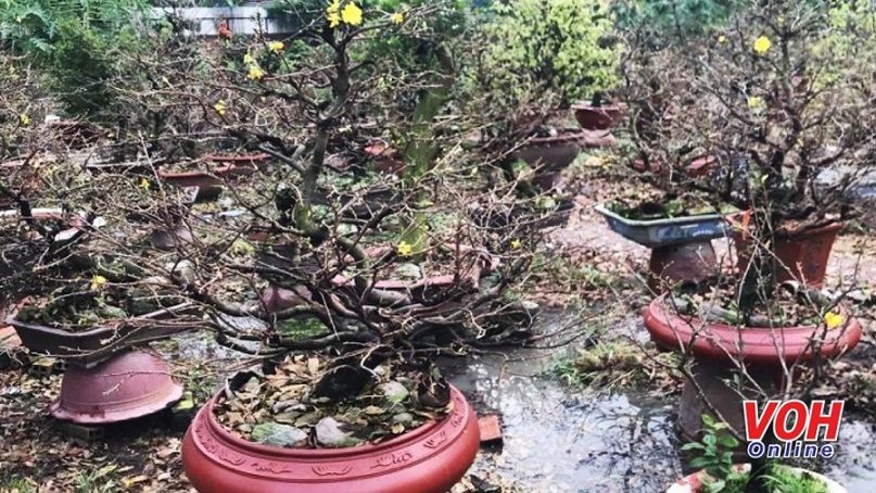 Mưa trái mùa, mai Thủ Đức có thể nở sớm, giá tăng