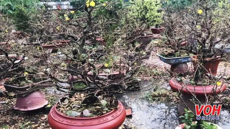 Mưa trái mùa, mai Thủ Đức có thể nở sớm, giá tăng