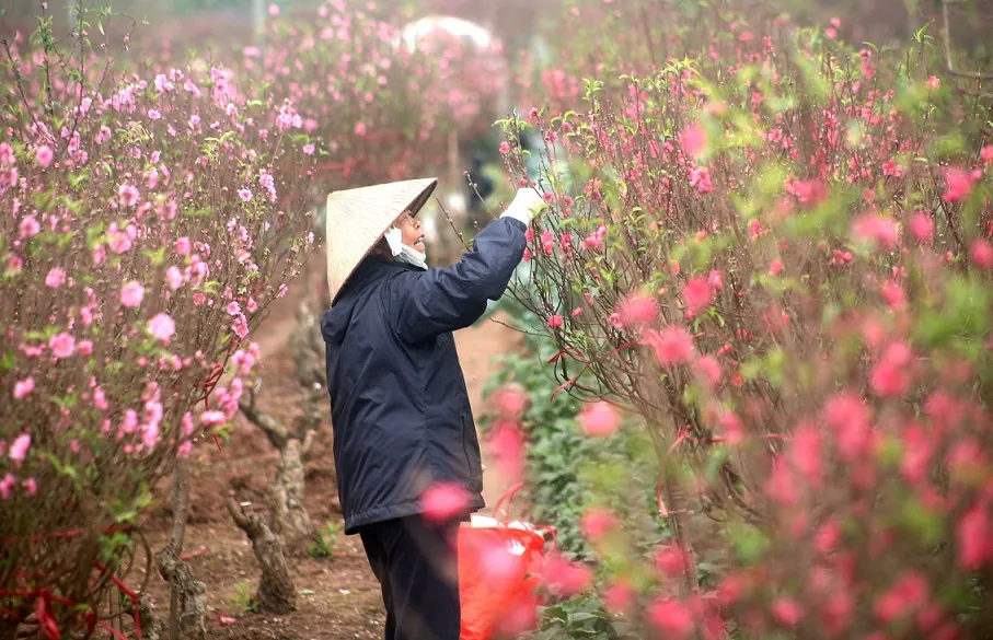 Thời tiết Tết Nguyên đán: Miền Bắc rét, miền Nam nắng nóng