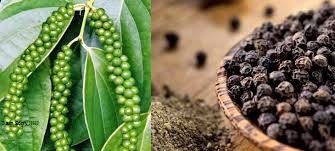 Giá tiêu hôm nay 18/1/2020: Duy trì xu hướng đi ngang khoảng 39.000- 41.500 đồng/kg