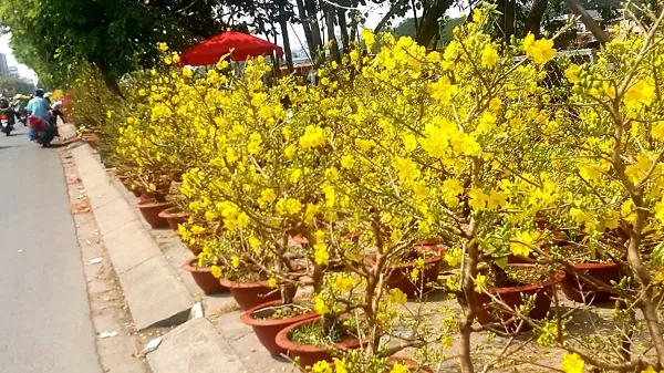 29 Tết: Sài Gòn hoa rợp phố phường, đường thưa vắng