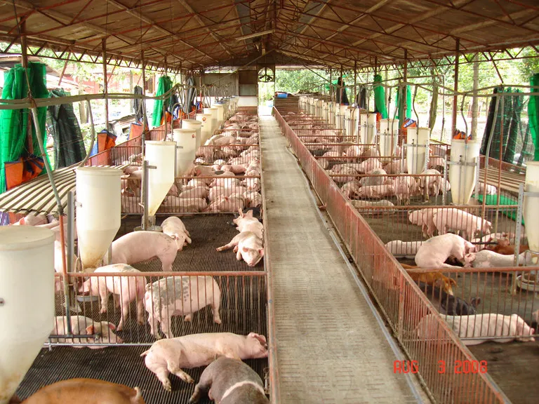 Ban hành Nghị định về điều kiện, thức ăn chăn nuôi gia súc, gia cầm