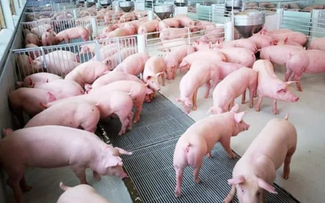Giá heo hơi hôm nay 2/2/2020: Ổn định